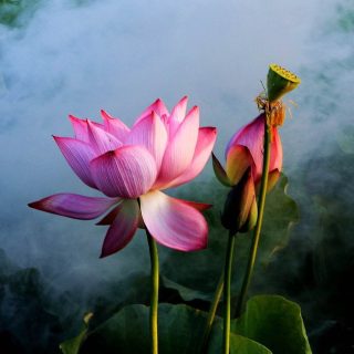 莲花-人一生梦一场
