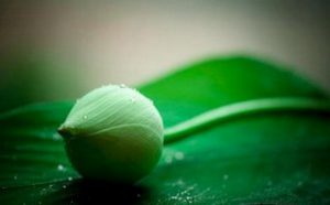 拉珍文集：愚人可怜