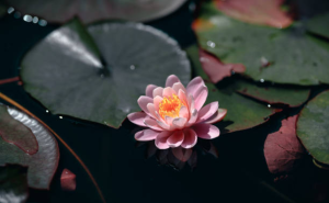 莲花