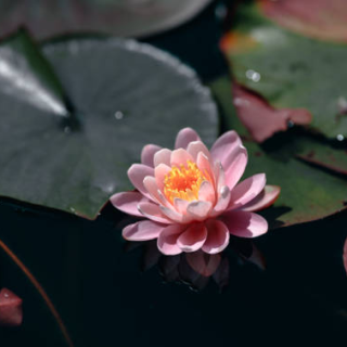 莲花