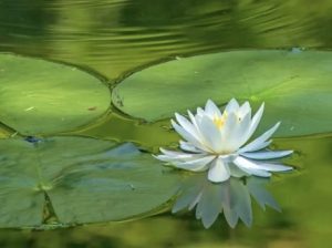 蝙蝠不愿背“黑锅” 1 莲花图