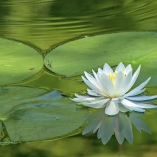 莲花图