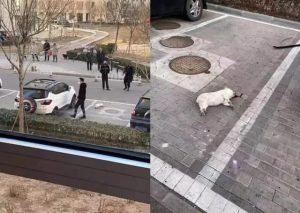 “不要问我从哪里来,我只想回家”——疫情下一个流浪者的自述 5 某社區摔死狗狗的現場