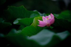 两年未孕无助伤悲 皈依次月得子感恩 1 莲花