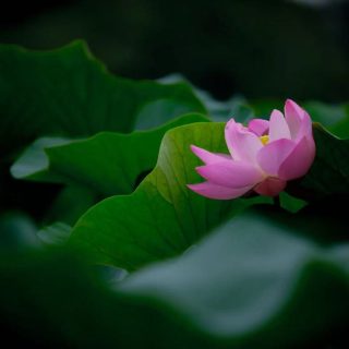 莲花1