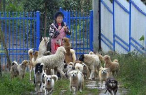 只要人人獻出一點愛，它們就不會再流浪