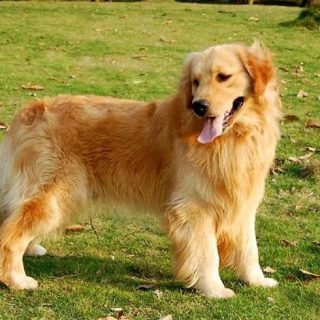 狗狗