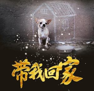 “不要问我从哪里来,我只想回家”——疫情下一个流浪者的自述 3 狗狗1