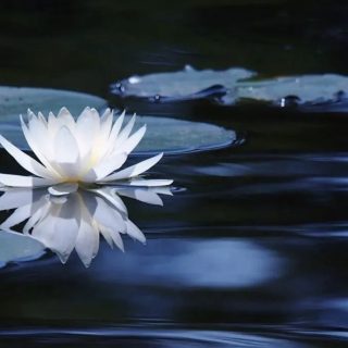 嚴正聲明