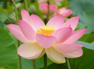 说说神通（一）：佛经如是说神通，也是入魔吗？