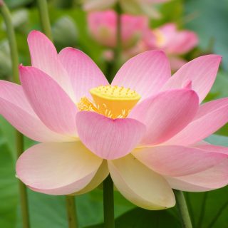 说说神通（一）：佛经如是说神通，也是入魔吗？