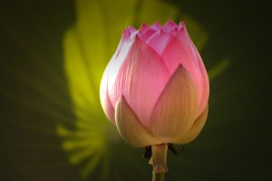 我对您的好，亲爱的母亲您能感受到吗？