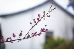缺失的母愛,願我心中的太陽能照耀你們 1 梅1jpg