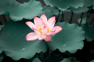 “糊塗”不難得，心境博大自然成