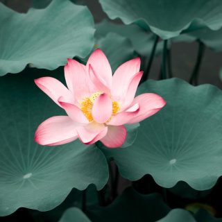 “糊塗”不難得，心境博大自然成