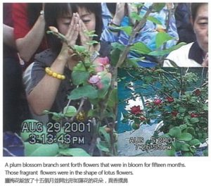 罕见奇事，腊梅夏开且连开15个月