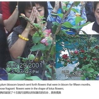 罕见奇事，腊梅夏开且连开15个月