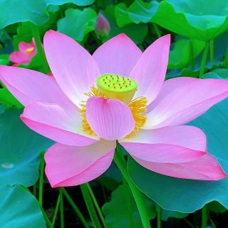僅僅二個月我扔掉坐了6年的輪椅，你想知道這是什麼原因嗎？
