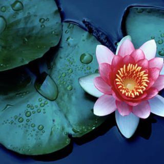 學習佛陀正法心得：一人之力，究竟有多大？