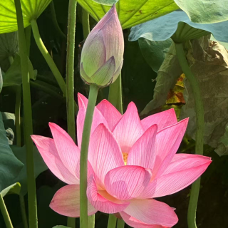感恩諸佛菩薩的慈悲加持
