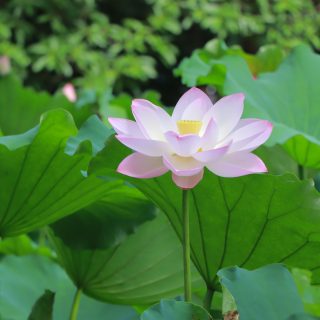 參加觀音大悲加持法會花蓮場的受用