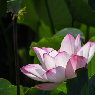 觀音菩薩對我鼓勵有加